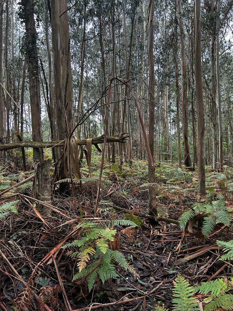 Bosque dos Veciños