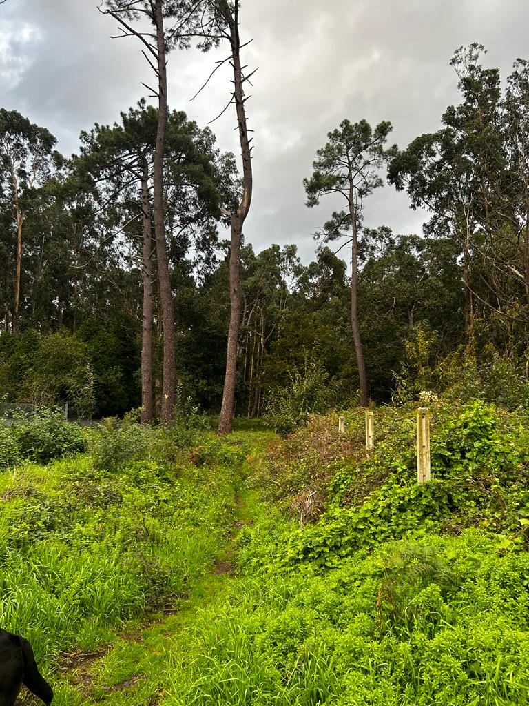 Bosque dos Veciños