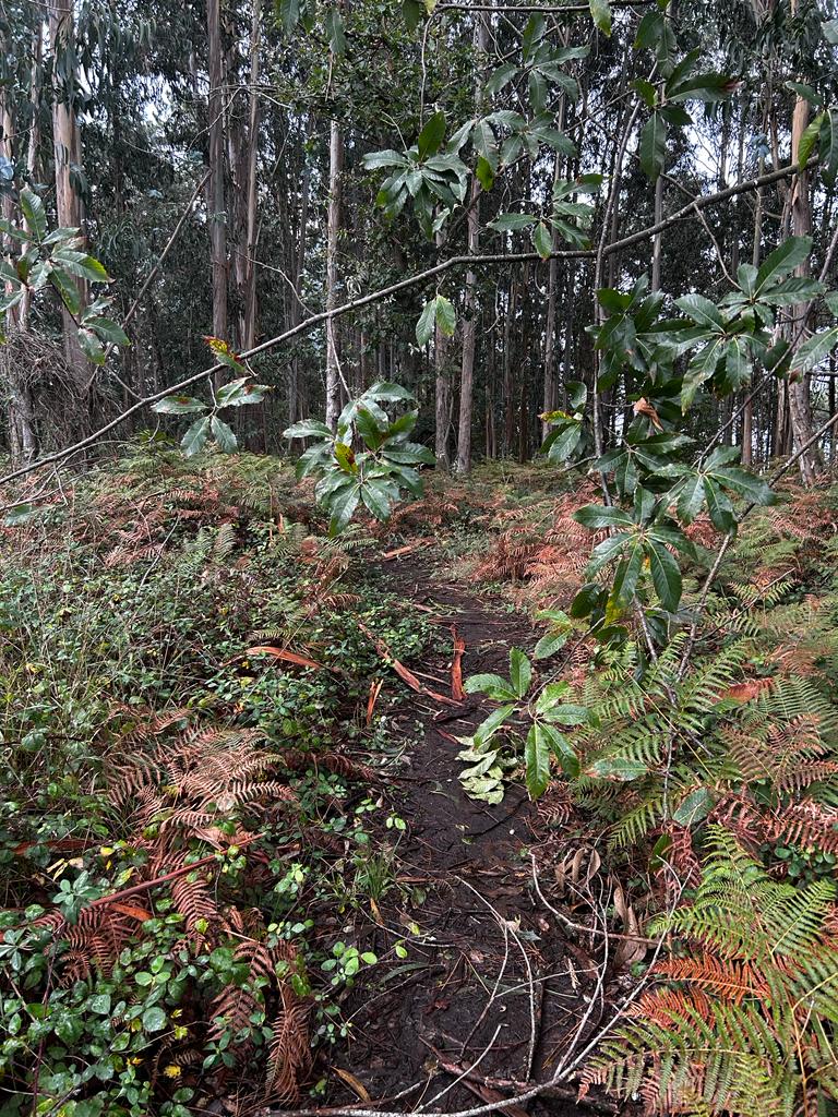 Bosque dos Veciños